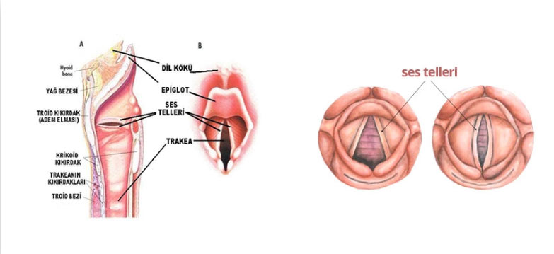 Direkt Larengoskopi ( Ses Teli Ameliyatı) Ses Kısıklığı
